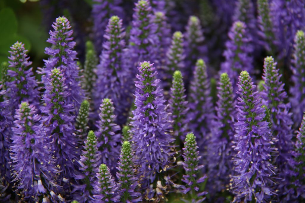 Giardino di Ninfa con rovine e vegetazione