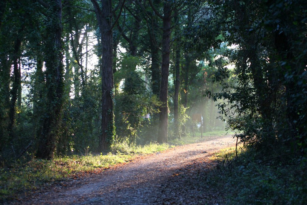 Sentiero nella Selva di Circe nel Parco Nazionale del Circeo